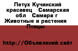 Петух Кучинский красавец - Самарская обл., Самара г. Животные и растения » Птицы   